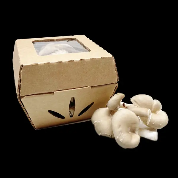 Mushroom Packaging